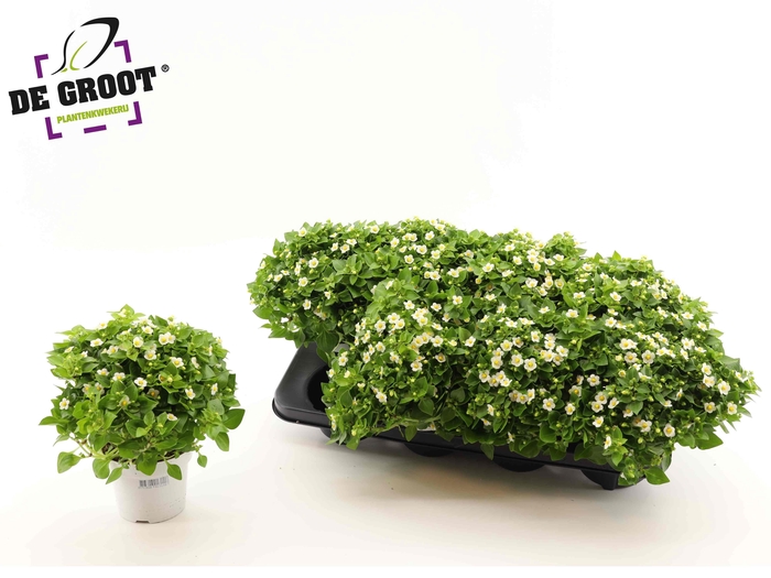 <h4>EXACUM WHITE STAR</h4>