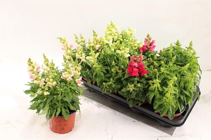 <h4>Antirrhinum majus overig</h4>