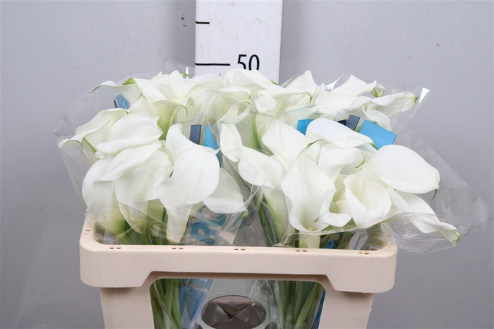 <h4>Zant Capt Ventura</h4>