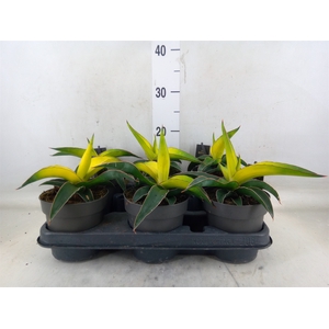 Sansevieria  'Star Canary'