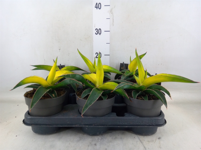 <h4>Sansevieria  'Star Canary'</h4>