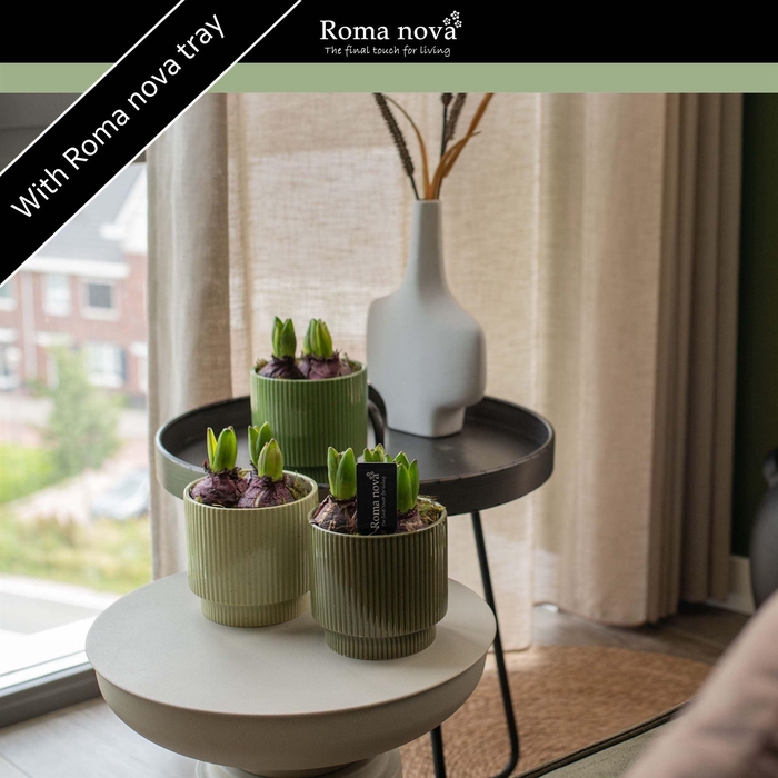 <h4>Arr.  Hyacinthus L%</h4>