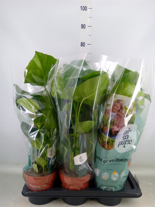<h4>Monstera delic.</h4>