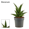 Sansevieria Abbey crown 12 cm (Decorum)