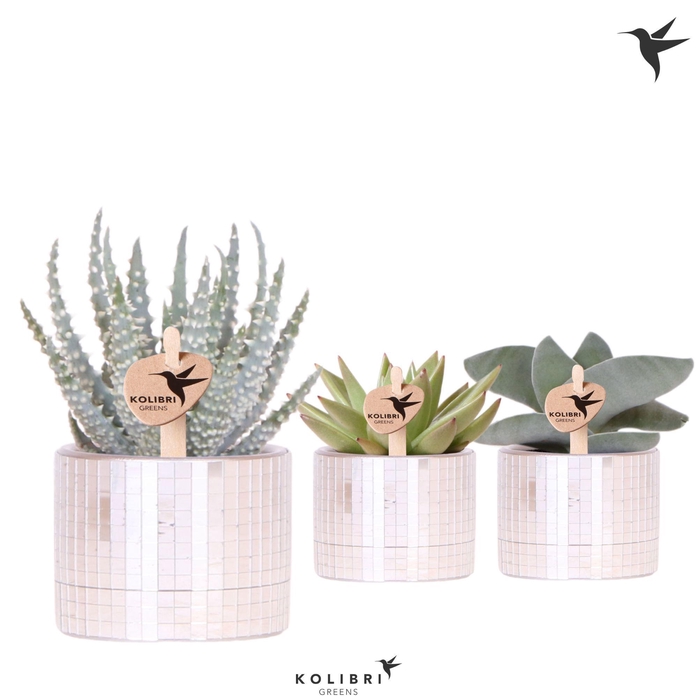 <h4>Kolibri Greens Succulenten mix in Disco pot</h4>