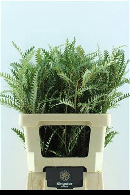 <h4>Grevillea ivanhoe</h4>