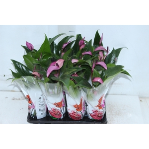 ANTHURIUM ROXO P06