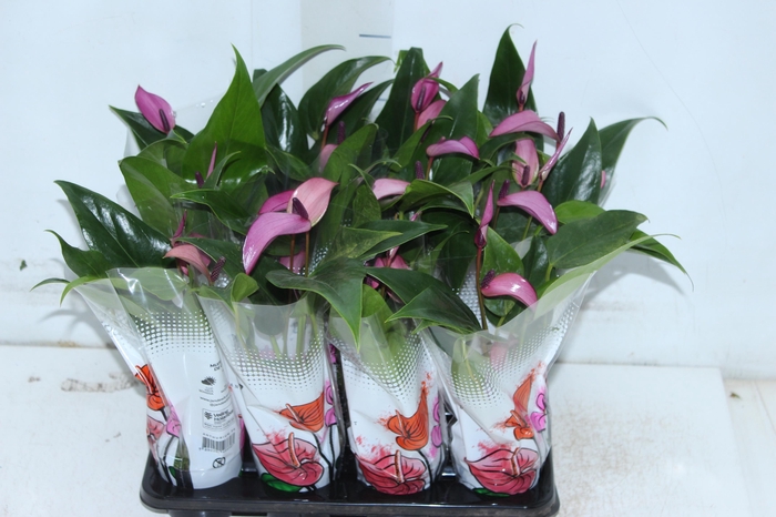ANTHURIUM ROXO P06