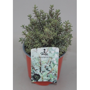 Hebe pimeleoides C1,5