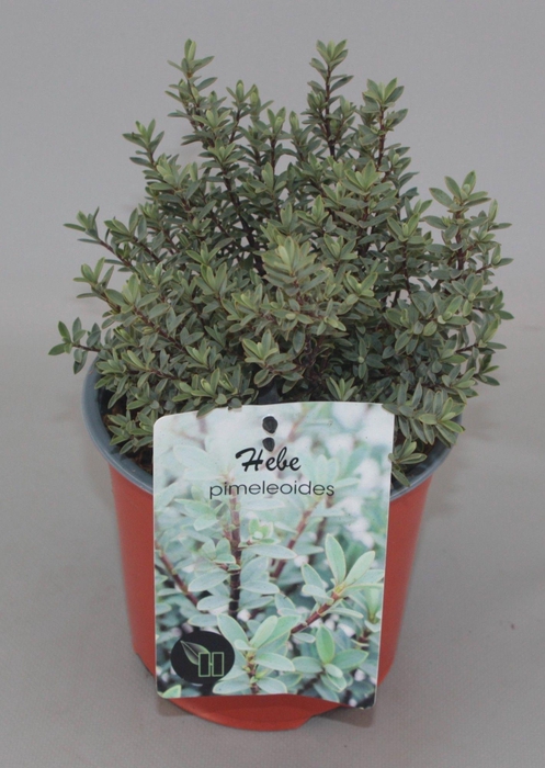 <h4>Hebe pimeleoides C1,5</h4>