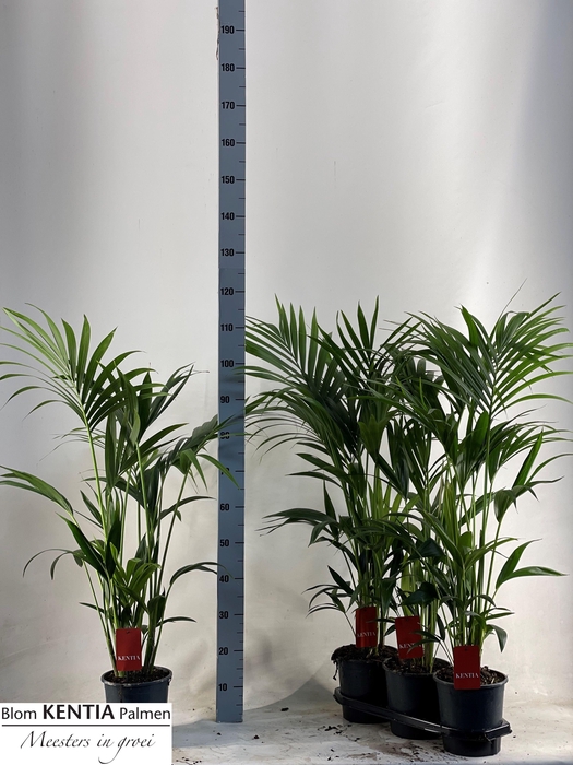 <h4>HOWEA FORSTERIANA</h4>