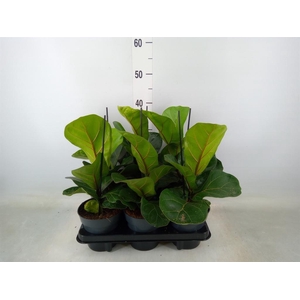 Ficus lyrata 'Bambino'