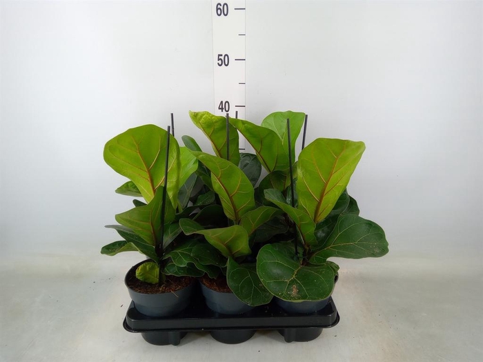 <h4>Ficus lyrata 'Bambino'</h4>
