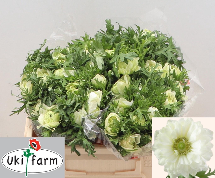 <h4>ANEM CO LEV BIANCO</h4>