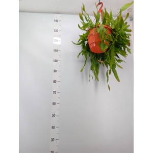 Lepismium houlletianum