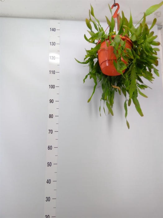 <h4>Lepismium houlletianum</h4>