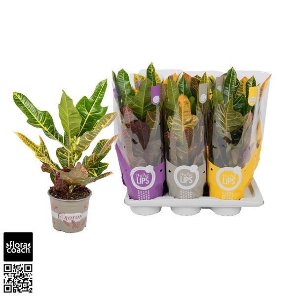 <h4>Croton Excellent 17cm "MoreLIPS®" Design Hoes</h4>