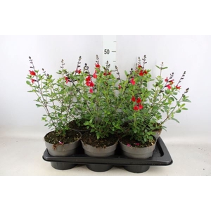 Salvia   ...