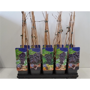 Vitis mix; 3 soorten druif blauw/rood