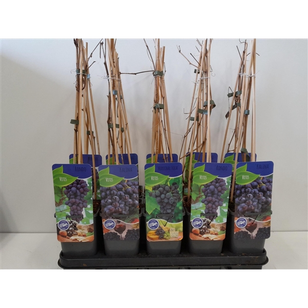 <h4>Vitis mix; 3 soorten druif blauw/rood</h4>