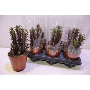 arr8 Euphor Trig Rubra