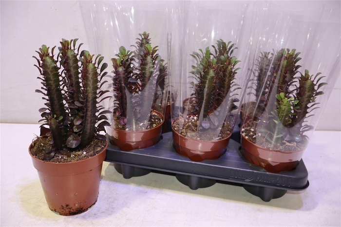 <h4>arr8 Euphor Trig Rubra</h4>