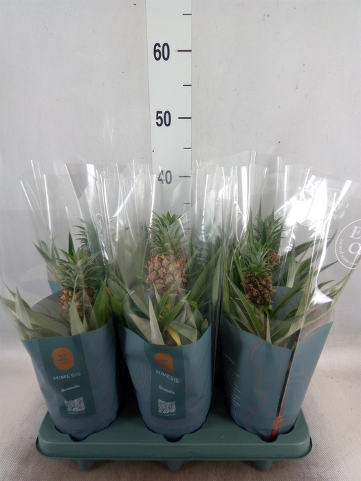 <h4>Ananas  'Mi Amigo'</h4>