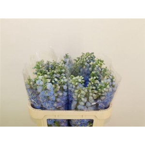 Delph Du Mag F Skyblue Wb