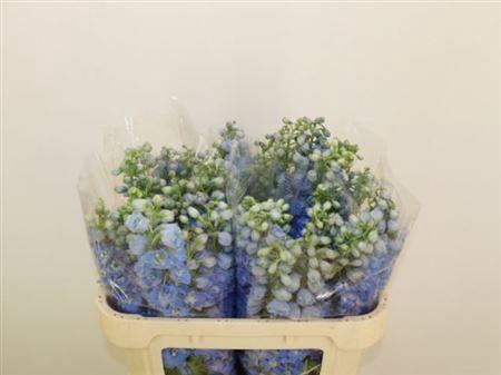 <h4>Delph Du Mag F Skyblue Wb</h4>