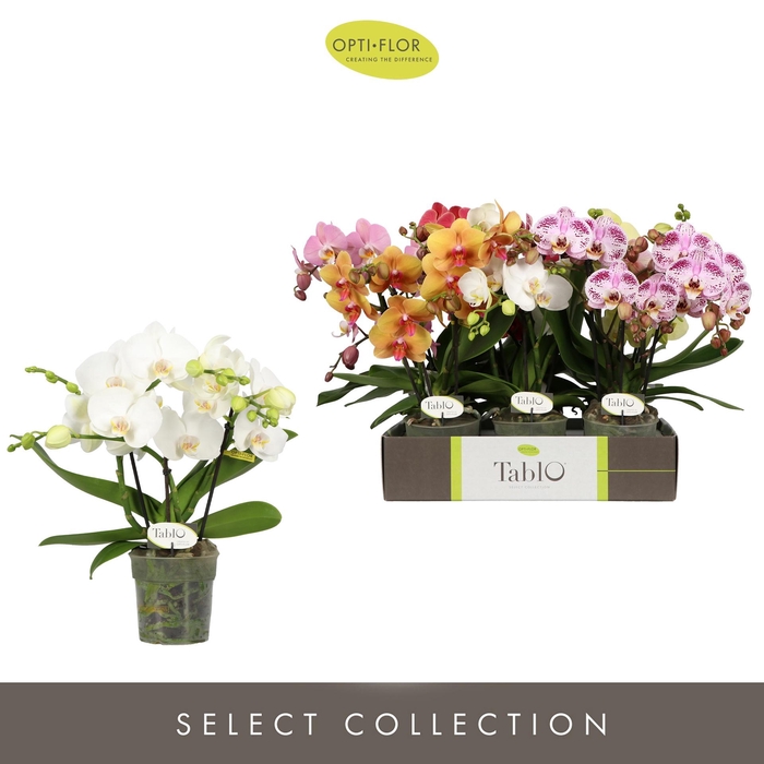 <h4>PHAL OPTI TABLO MIX 3 SPIKE</h4>