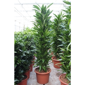 Dracaena Janet Lind