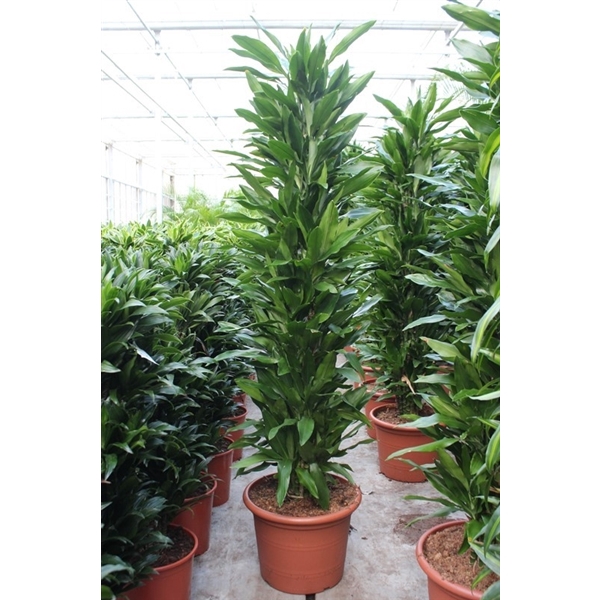 <h4>Dracaena Janet Lind</h4>