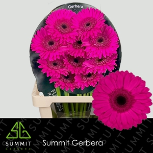 Gerbera Bon Dia Flowerracket