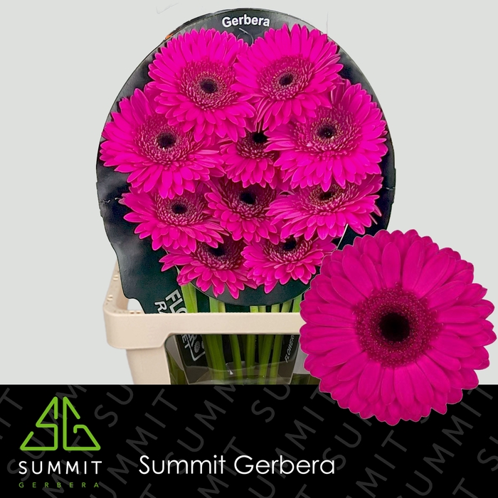 <h4>Gerbera Bon Dia Flowerracket</h4>