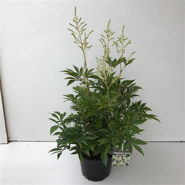 <h4>Astilbe wit in tray</h4>