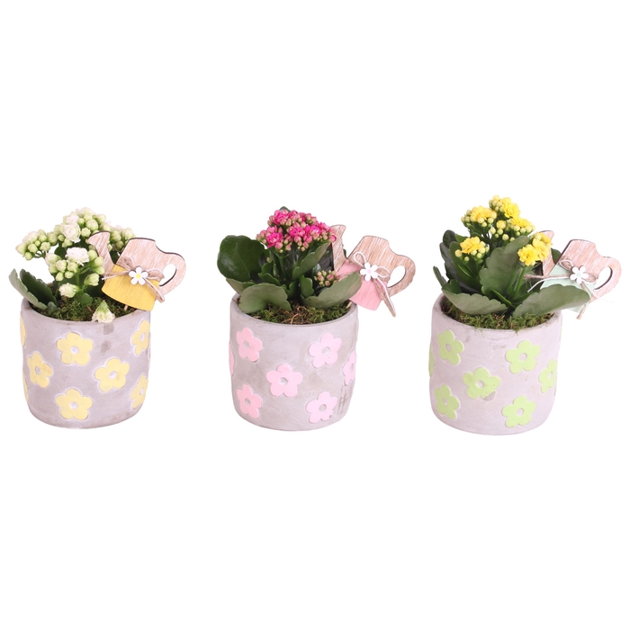 <h4>Opm Summer Arr. Indoor ceramic Pot Flowers</h4>