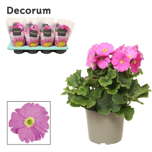 Primula 'Touch Me' Pink | Decorum