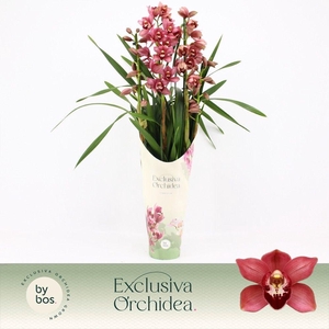 Cymbidium, Jolly Red 4-spike P14 'Exclusiva Orchidea' Potcover