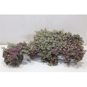 arr8 Sedum Caut Lidakense