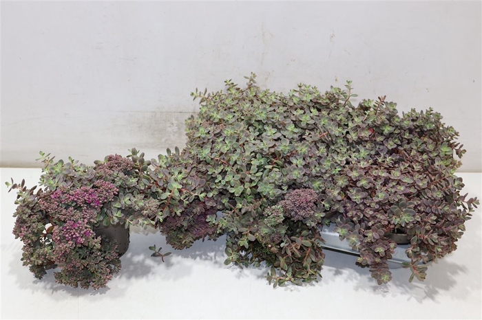 <h4>arr8 Sedum Caut Lidakense</h4>
