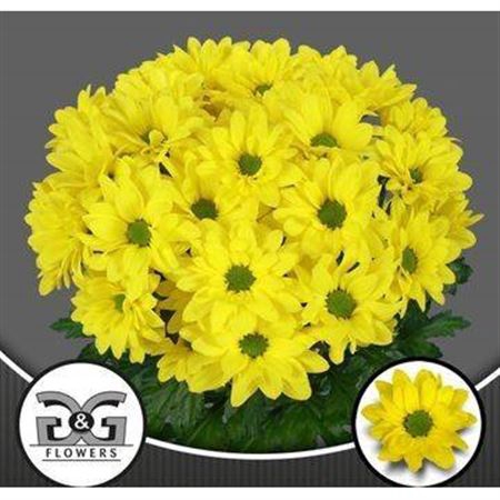 <h4>Chrysanthemum (Indicum Grp) grappe Dicha</h4>