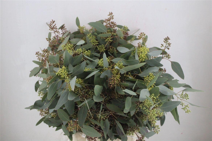 <h4>Populus Berry 300gr</h4>