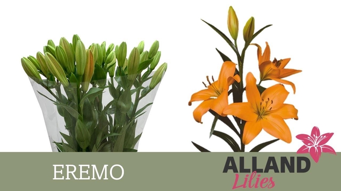 <h4>LI LA EREMO</h4>