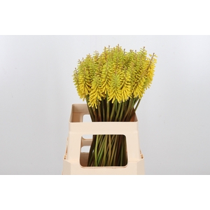 Kniphofia Sun Yellow