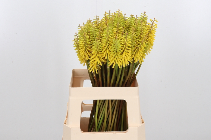 <h4>Kniphofia Sun Yellow</h4>