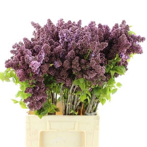 Syr V Sensation (2-3 Kop)