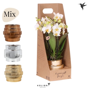 Kolibri Gift Set small Allure Shiny