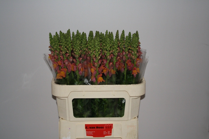 <h4>Antir Cool Orange</h4>