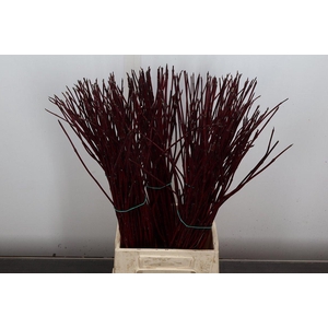 Cornus Alba Sibirica 60cm