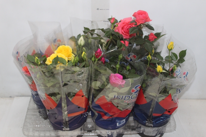 <h4>ROSEIRA MINI P15</h4>